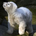 Knut