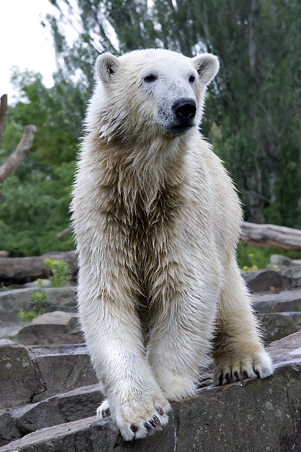 Knut