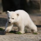 Knut