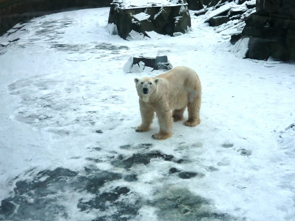 Knut allein im Schnee