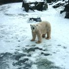 Knut allein im Schnee