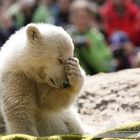 Knut als Eisbärwelpe