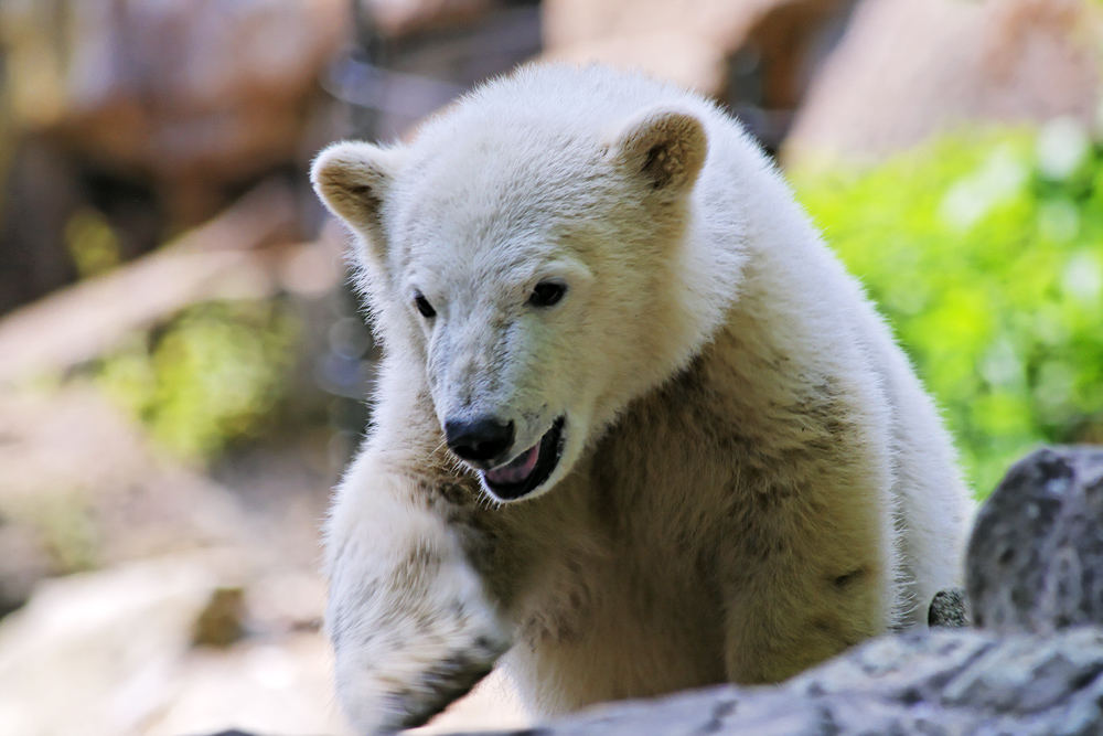 ... Knut am Ende ...