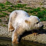 Knut am Wasser ...