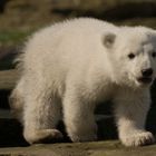 Knut an seinem zweiten Tag vor Publikum