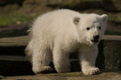 Knut an seinem zweiten Tag vor Publikum