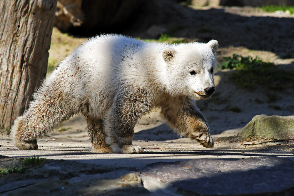 Knut auf der Pirsch ....