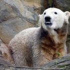 Knut - Bear necesseties
