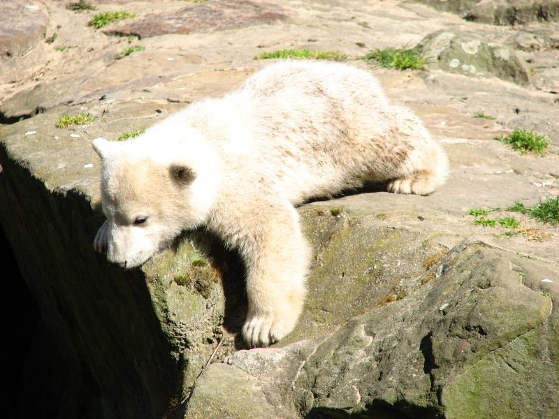 KNUT beim Ausruhen