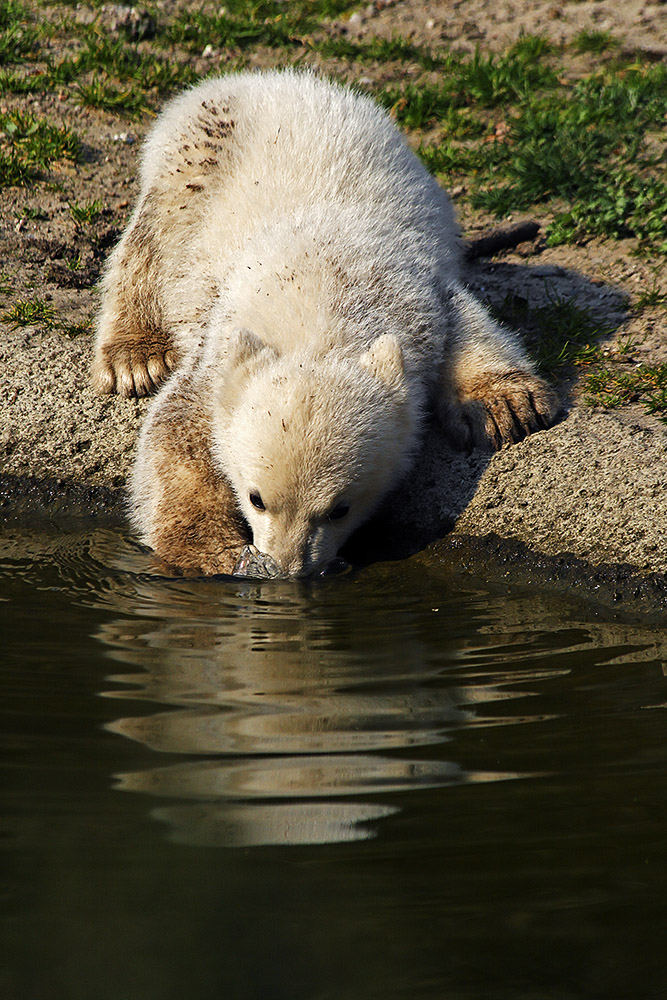 Knut beim Trinken ...