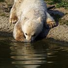 Knut beim Trinken ...