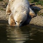 Knut beim Trinken ...