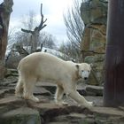 Knut