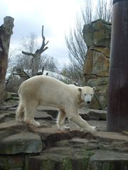 Knut