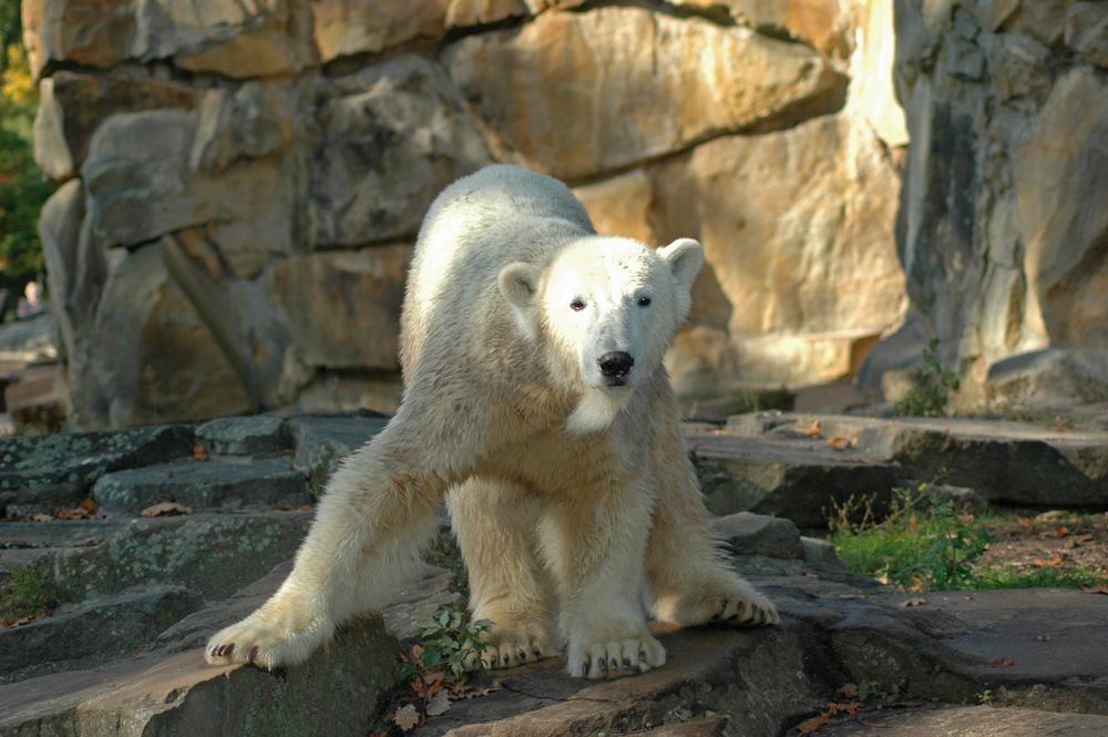 Knut