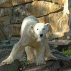 Knut