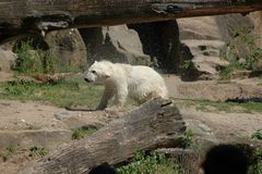 "Knut" darf natürlich nicht fehlen