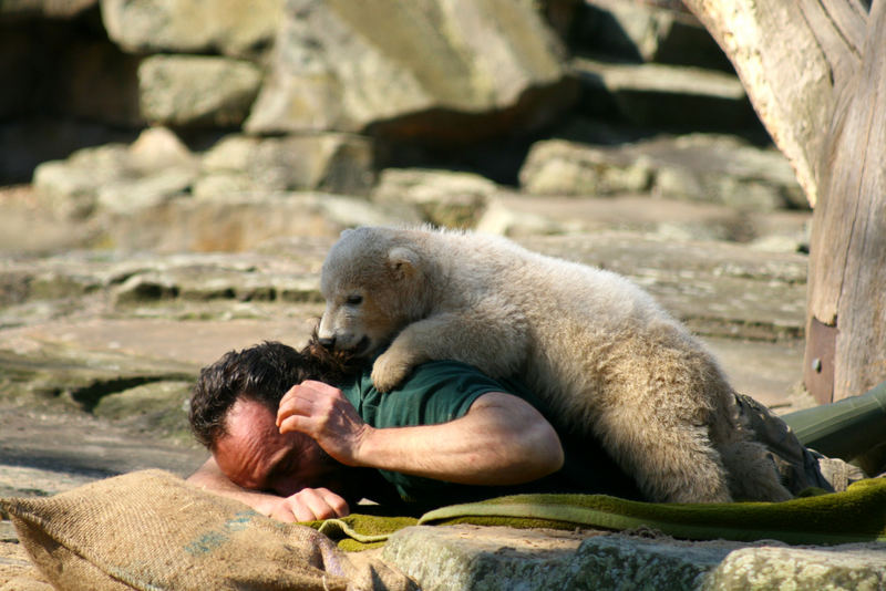 Knut das Eisbärenbaby