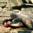 Knut das Eisbärenbaby