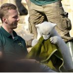 Knut der Eisbär