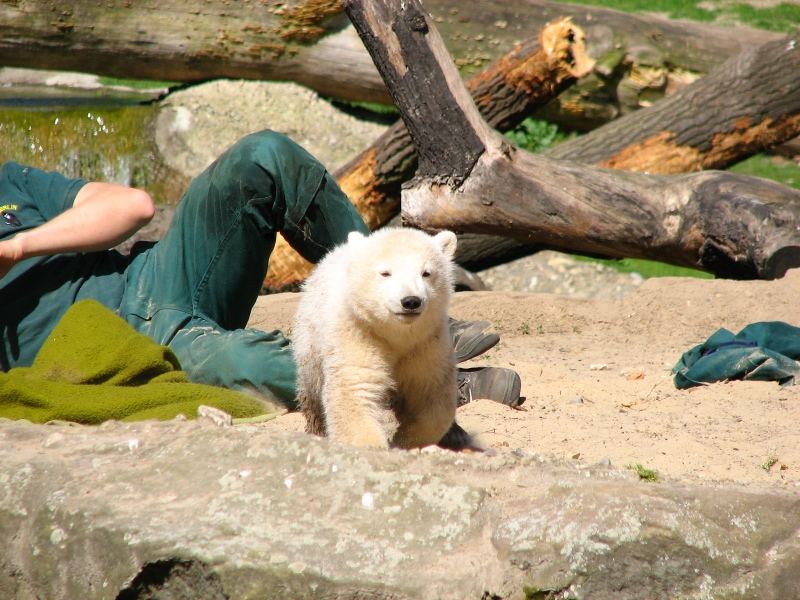 KNUT, der kleine süße Eisbär aus dem Berliner Zoo