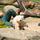 KNUT, der kleine süße Eisbär aus dem Berliner Zoo