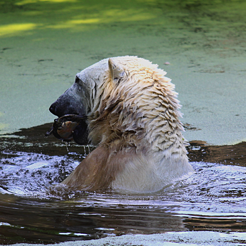 Knut der Liebe ...