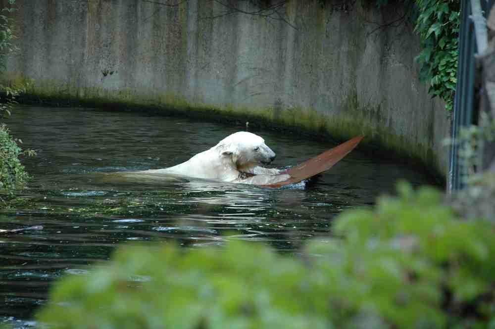 Knut, der Surfer