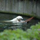 Knut, der Surfer