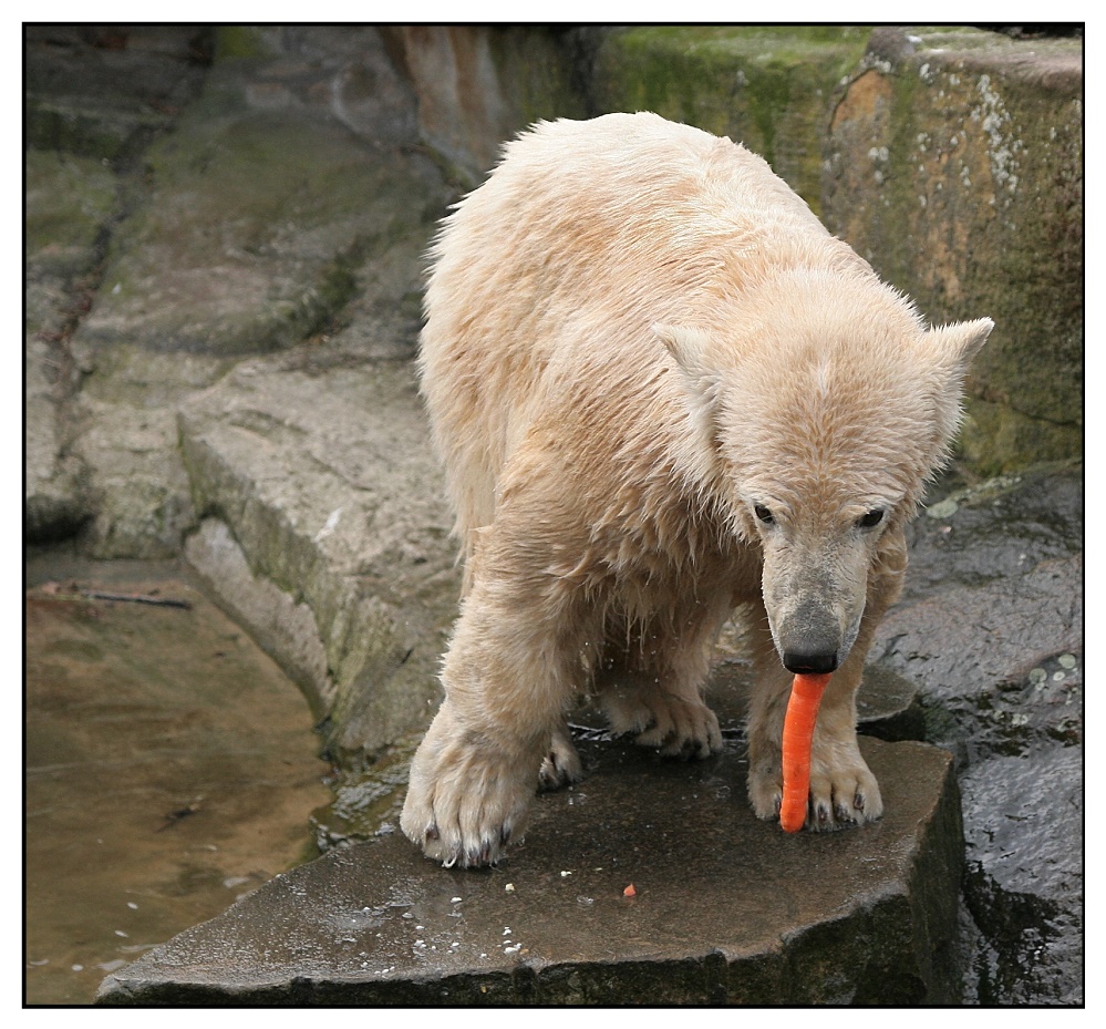 Knut der Veganer