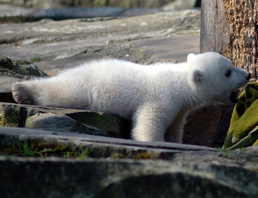 Knut: Die Decke gehört mir!