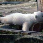 Knut: Die Decke gehört mir!