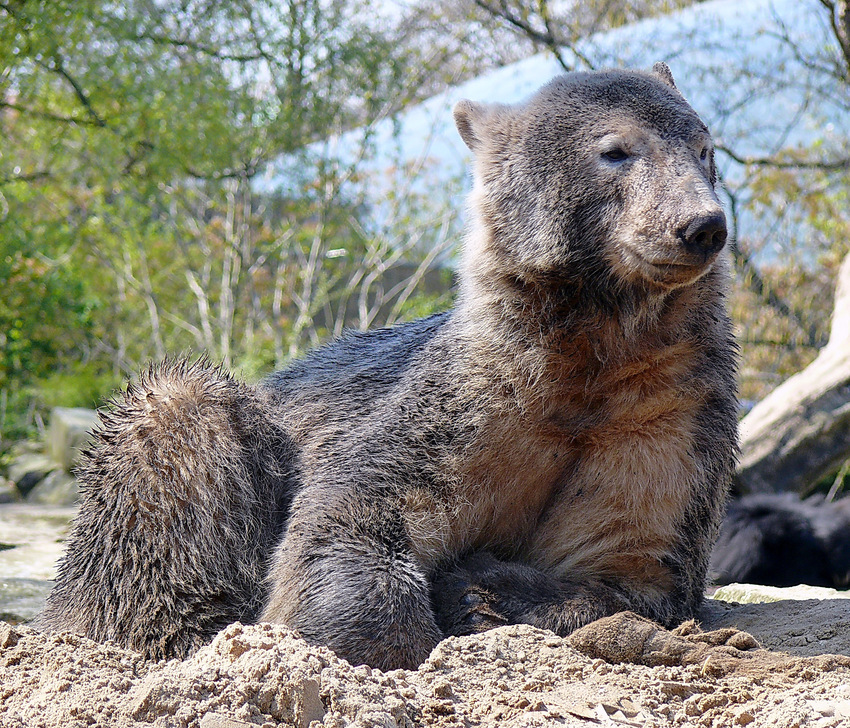 Knut-----Erinnerung