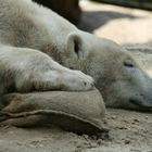 Knut