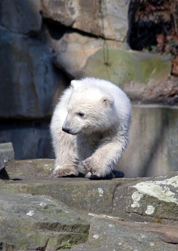 Knut - fast schon wie ein Alter