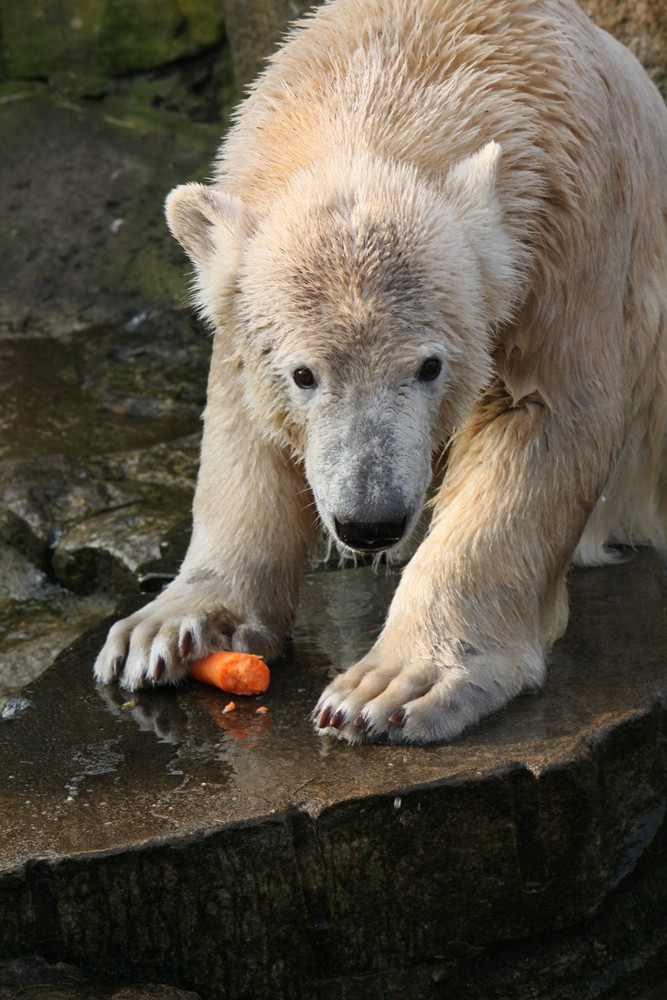 Knut Februar 2008