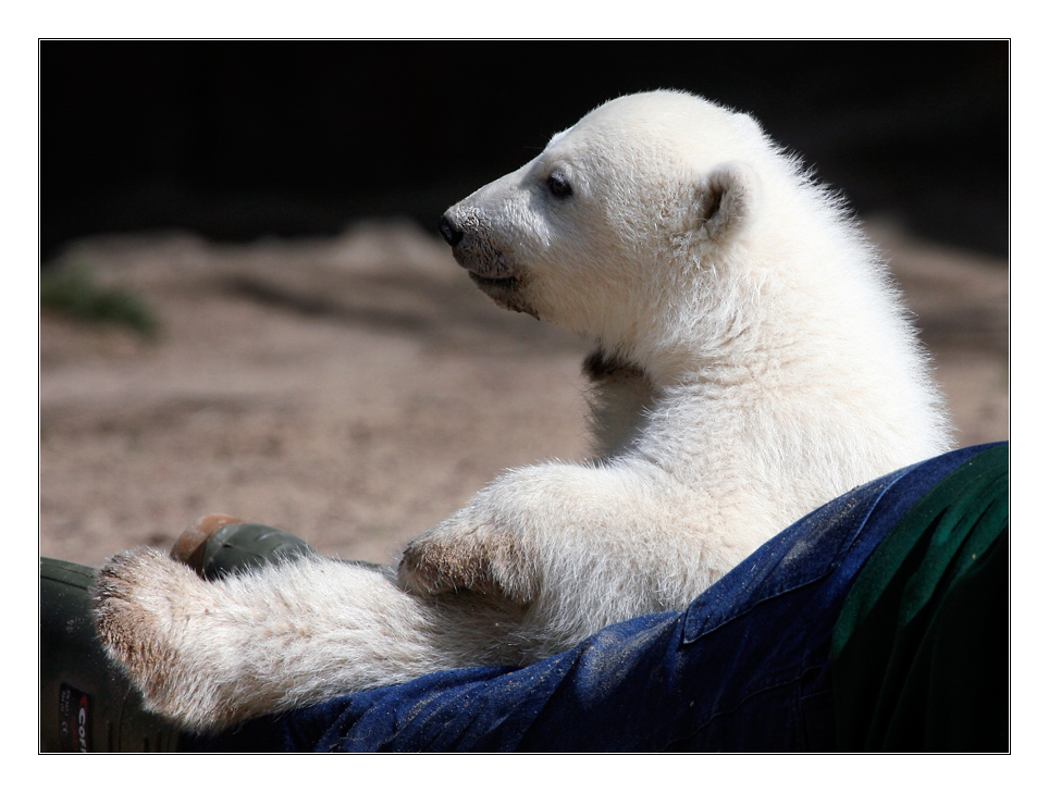 Knut geht's gut !