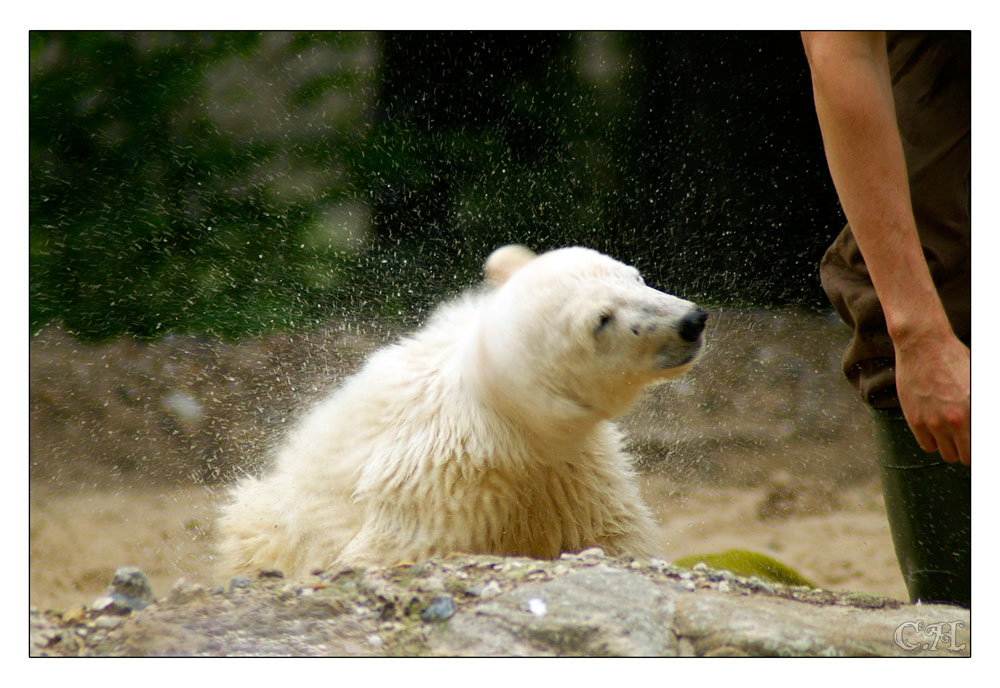 Knut gehts gut und schüttelt sich