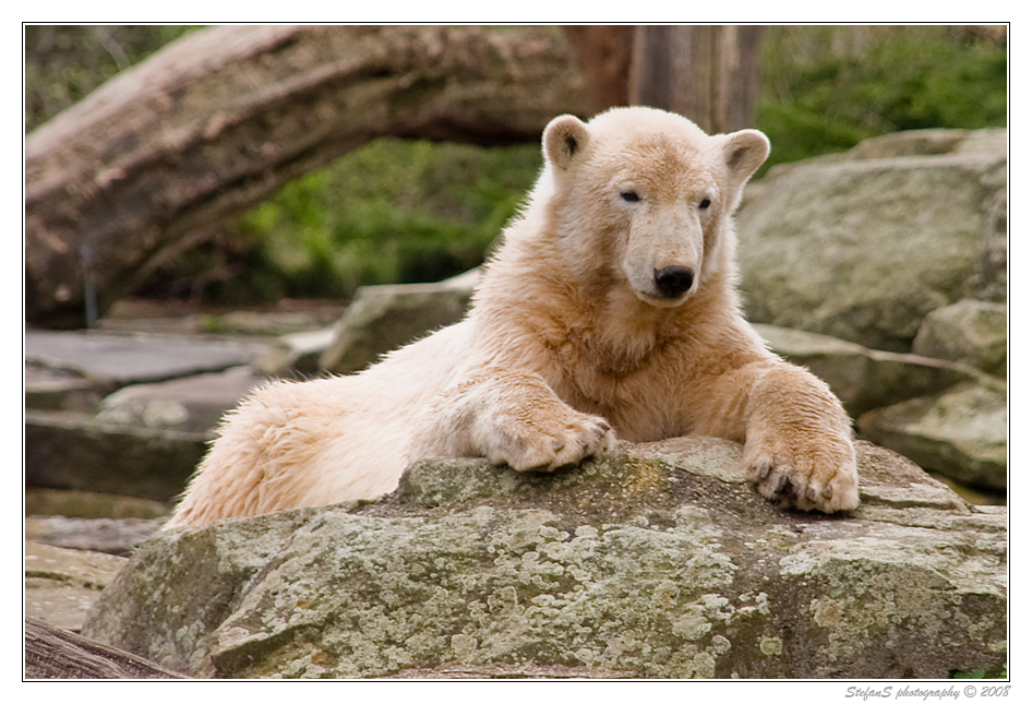 Knut gucken ...