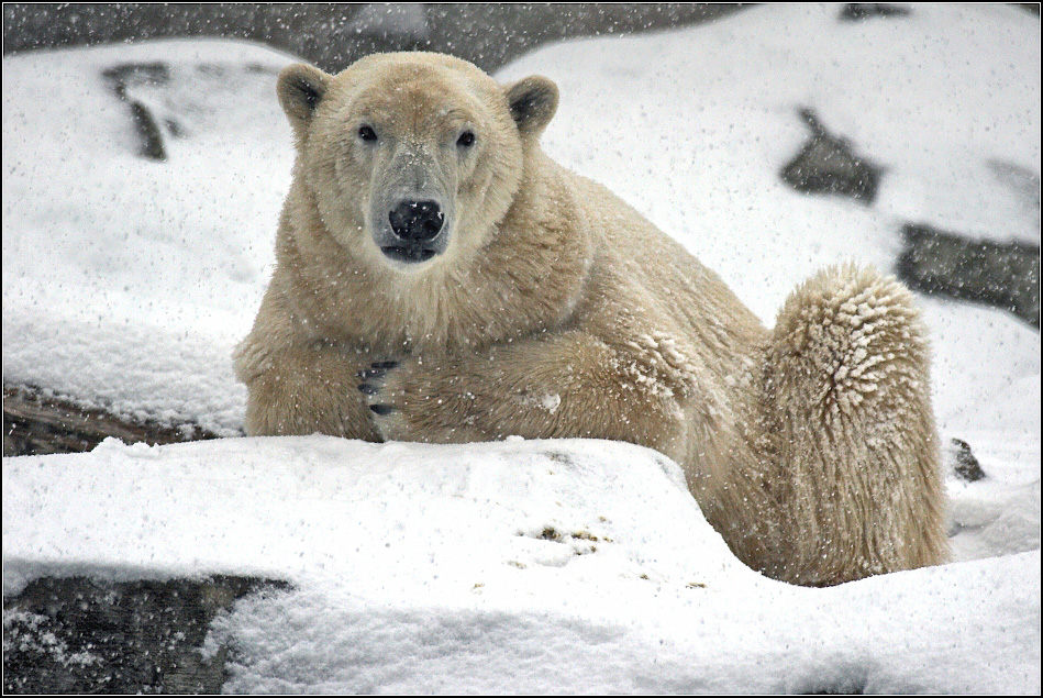 Knut hats gut...