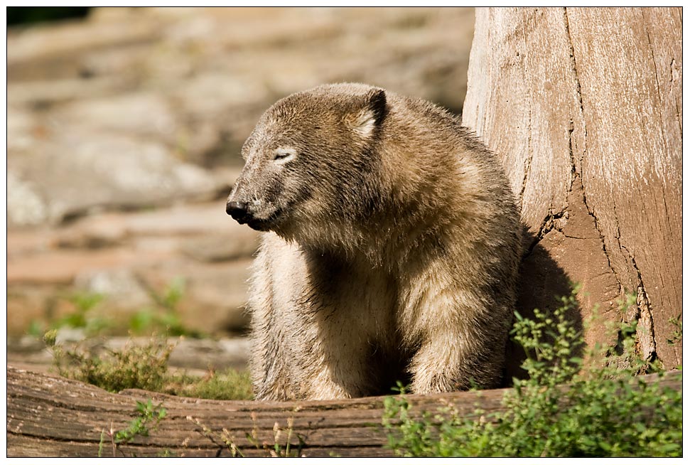 Knut - Ich möchte so gern ein Braunbär sein ...