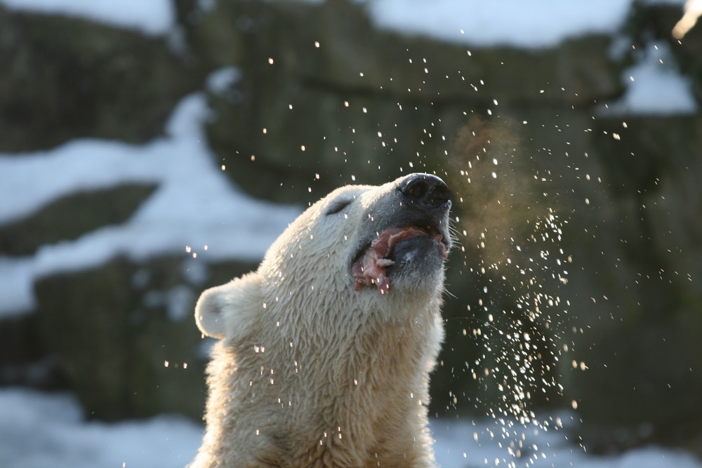 Knut im Januar 2009