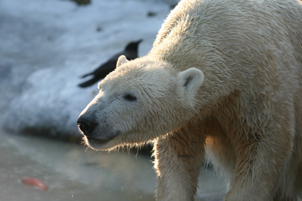 Knut im Januar 2009