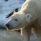 Knut im Januar 2009