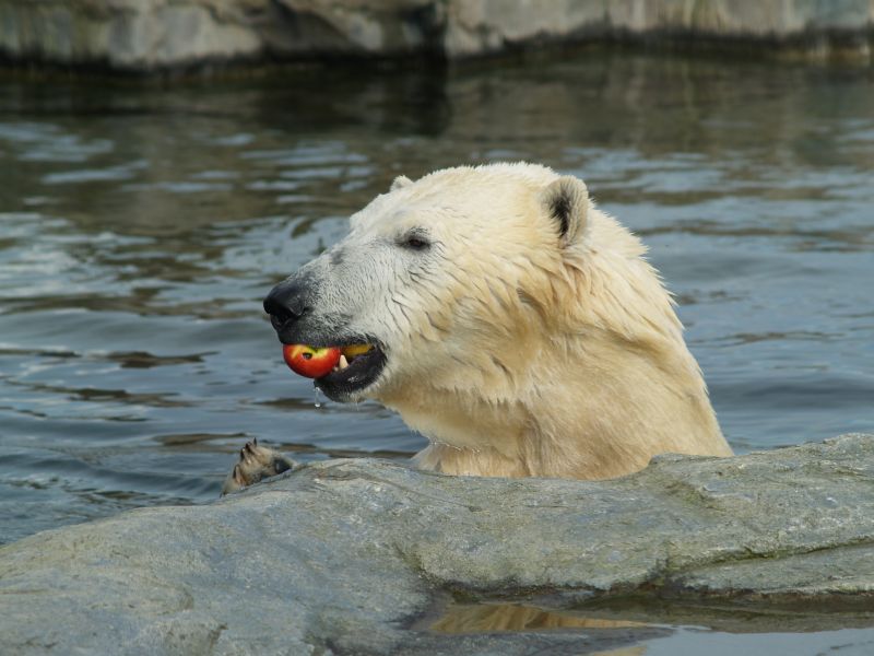 Knut in groß....