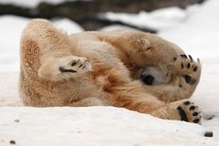 Knut in seinem Element ...