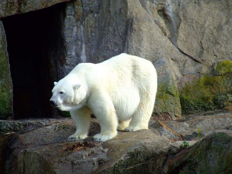 KNUT INSIDE