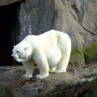 KNUT INSIDE