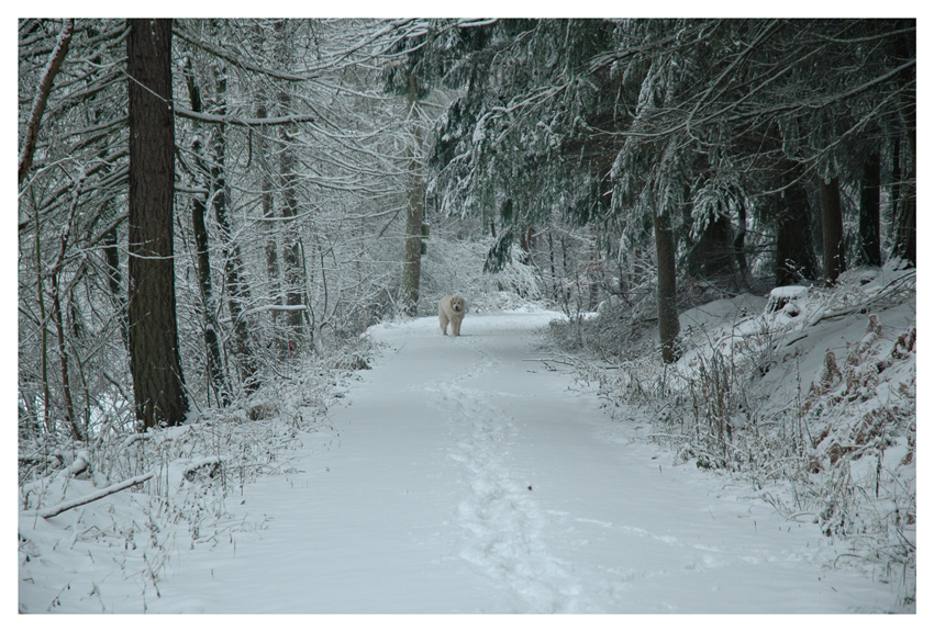 Knut ist frei !