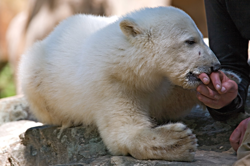 Knut ist kein Baby mehr!